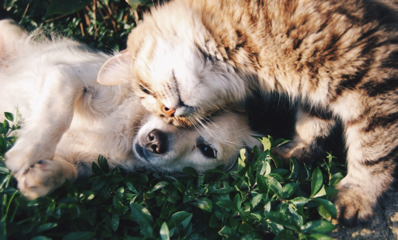 5 Most Popular Pet Options For You