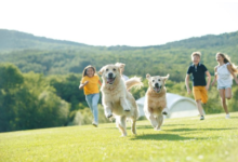 Creating A Safe And Hygienic Pet Environment