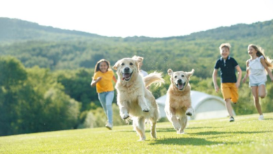 Creating A Safe And Hygienic Pet Environment