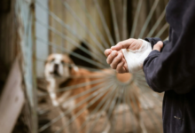 The Significance Of Medical Proof In Constructing Dog Bite Cases