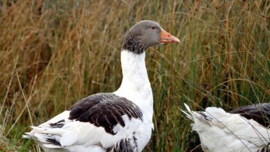 flavial s profile summary highlights