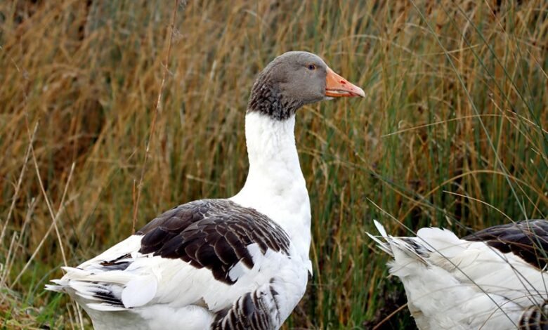 flavial s profile summary highlights