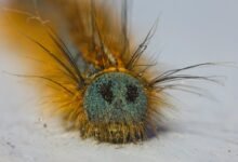 klupzo333 bug fix guide