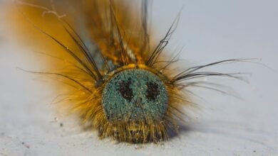 klupzo333 bug fix guide