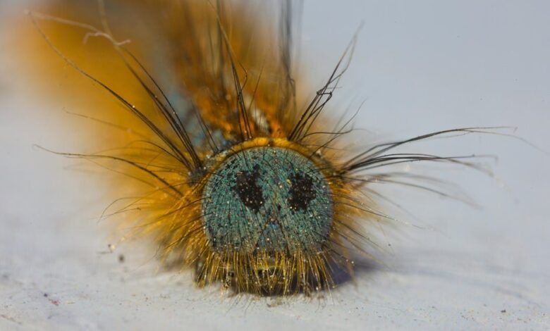 klupzo333 bug fix guide