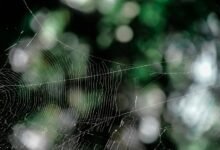 digital peak web apex